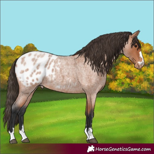 Horse Color:Bay Roan Appaloosa 