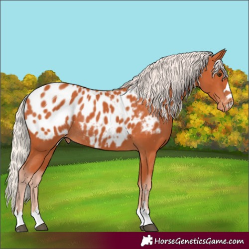 Horse Color:Silver Bay Appaloosa Rabicano