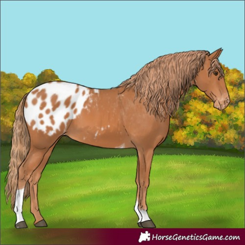 Horse Color:Chestnut Tobiano Appaloosa 