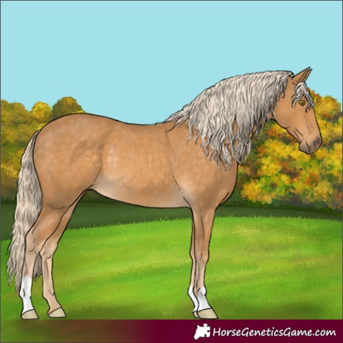 Horse Color:Palomino Rabicano 