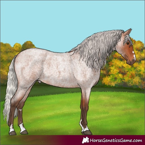 Horse Color:Silver Bay Roan Rabicano 