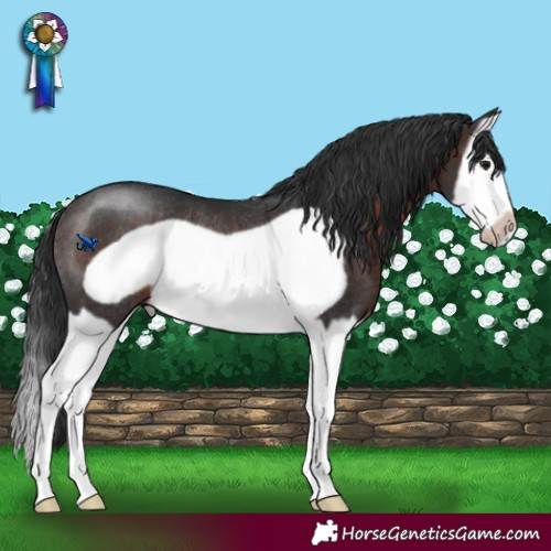 Horse Color:Brown Splash Frame Rabicano