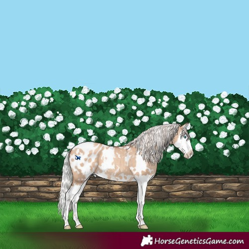 Horse Color:White Spotted Silver Sable Champagne Dun Splash Appaloosa