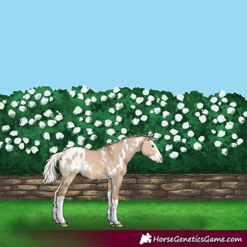 Horse Color:White Spotted Silver Bay Dun Splash Appaloosa 