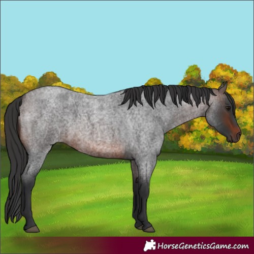Horse Color:Brown Roan