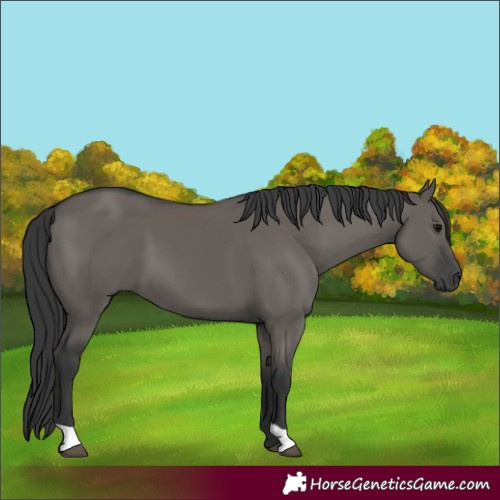 Horse Color:Grullo 
