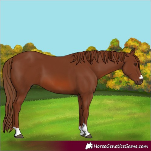 Horse Color:Chestnut 