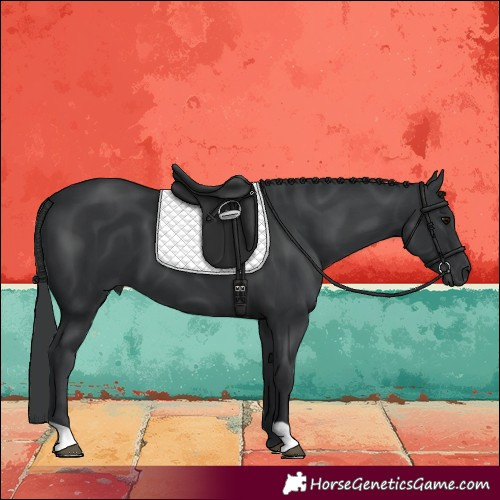 Horse Color:Black 