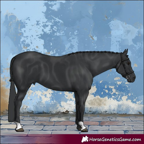 Horse Color:Black 