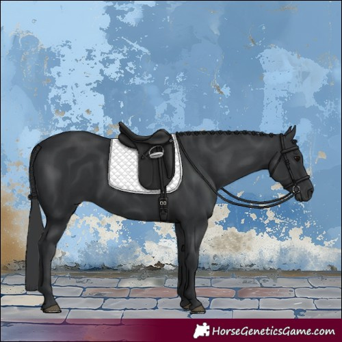 Horse Color:Black 