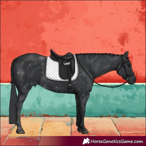 Horse Color:Black 