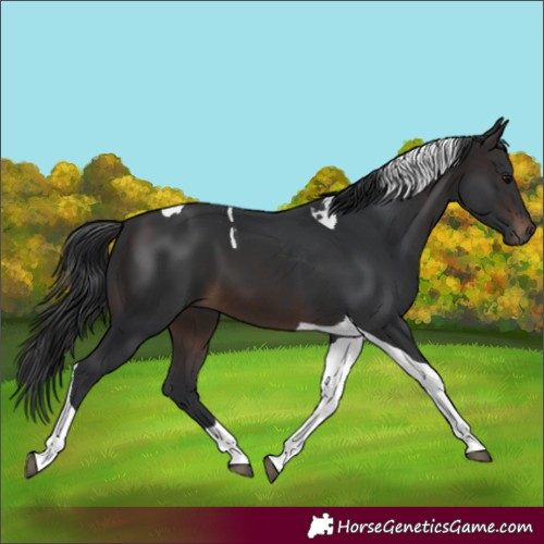Horse Color:Brown Tobiano