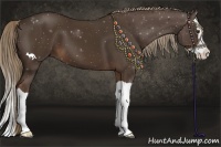 Horse Color:Liver Chestnut Splash 