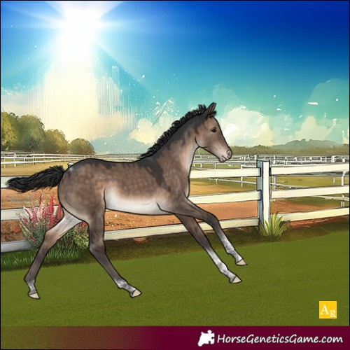 Horse Color:Brown Dun Tobiano Appaloosa Rabicano 