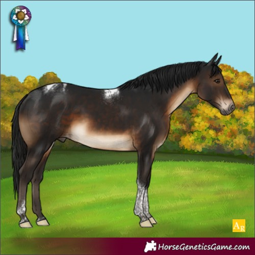 Horse Color:Gray Brown Tobiano Appaloosa Rabicano 
