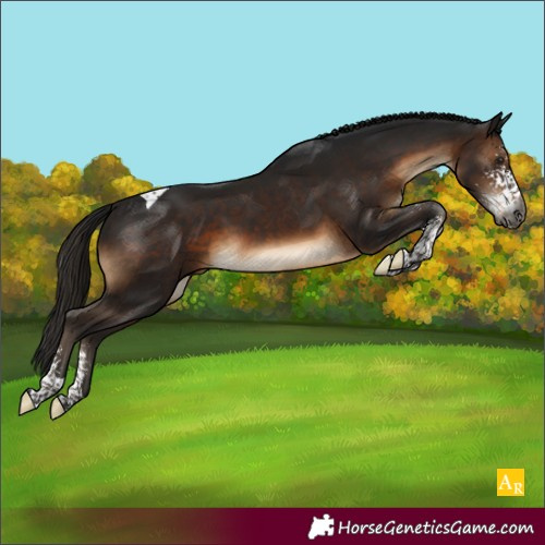 Horse Color:Gray Brown Sabino Tobiano 