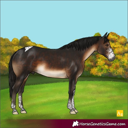 Horse Color:Gray Brown Sabino Tobiano 