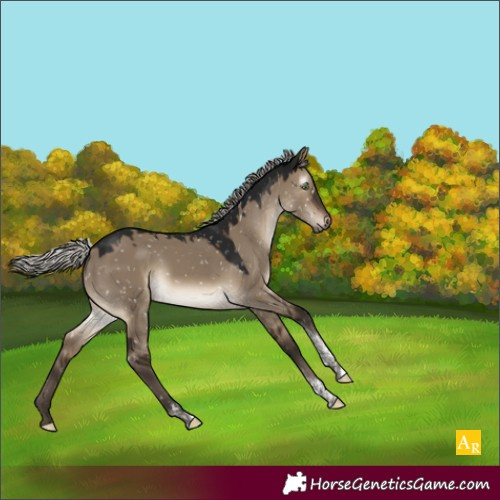 Horse Color:Gray Silver Brown Dun Mushroom Tobiano Appaloosa 