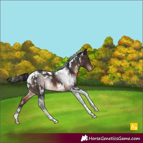 Horse Color:White Spotted Brown Tobiano Appaloosa Rabicano 