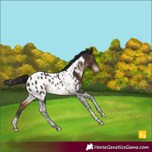 Horse Color:Brown Tobiano Appaloosa Rabicano