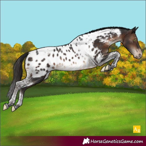 Horse Color:Brown Tobiano Near Leopard Rabicano