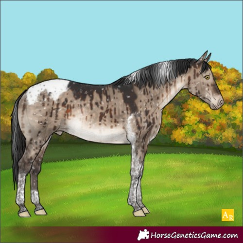 Horse Color:Brown Dun Tobiano Appaloosa Rabicano Brindle