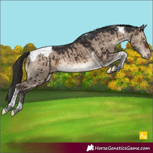 Horse Color:Brown Dun Tobiano Appaloosa Rabicano Brindle 