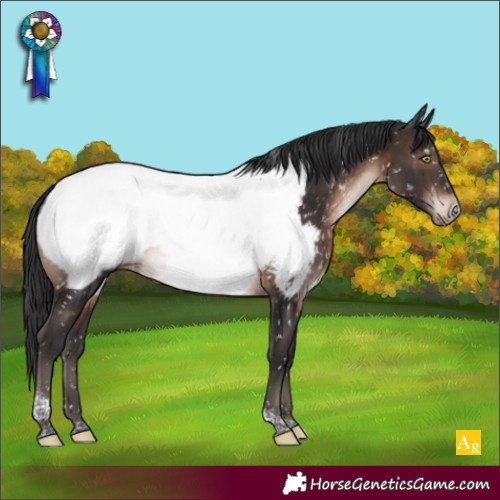 Horse Color:Brown Mushroom Tobiano Appaloosa Rabicano 