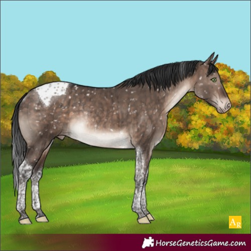 Horse Color:Brown Dun Mushroom Tobiano Appaloosa Rabicano Brindle 