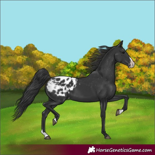 Horse Color:Black Splash Appaloosa 
