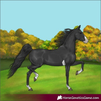 Horse Color:Black Splash Tobiano