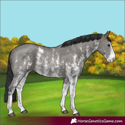 Horse Color:Grullo Sabino Rabicano 