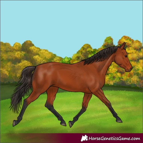 Horse Color:Bay 