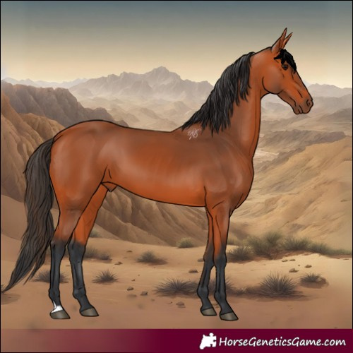 Horse Color:Bay 