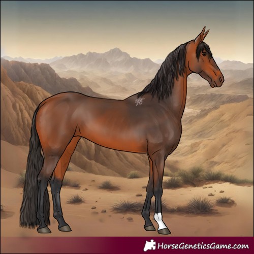 Horse Color:Bay 
