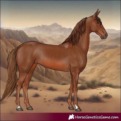 Horse Color:Chestnut 