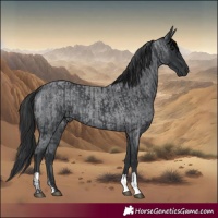 Horse Color:Black and Blue Roan