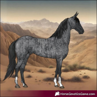 Horse Color:Black and Blue Roan