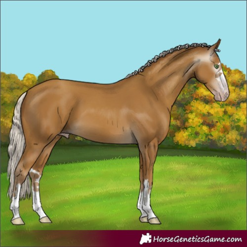 Horse Color:Gray Silver Classic Cream Champagne