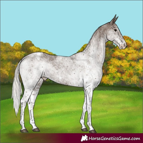 Horse Color:White Spotted Silver Black Appaloosa 