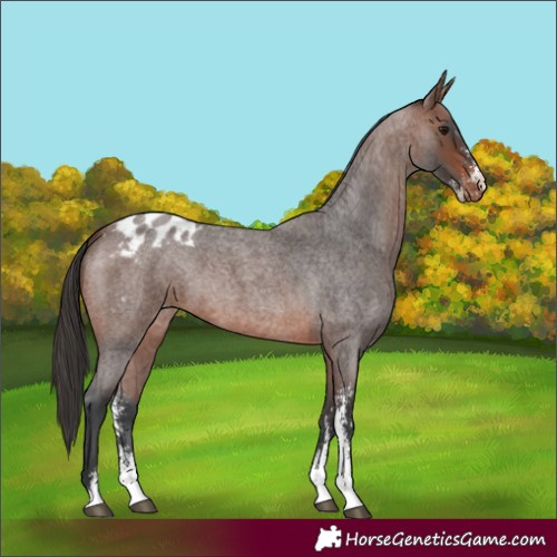 Horse Color:Brown Roan Sabino Appaloosa