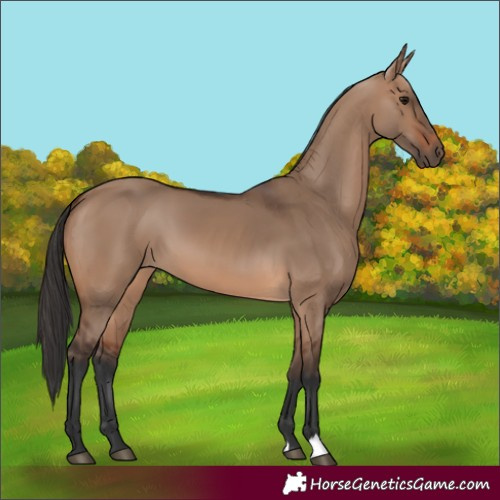 Horse Color:Brown Dun 