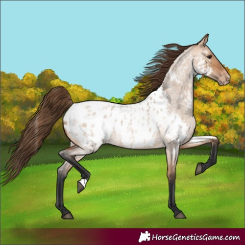 Horse Color:Bay Roan Dun Appaloosa