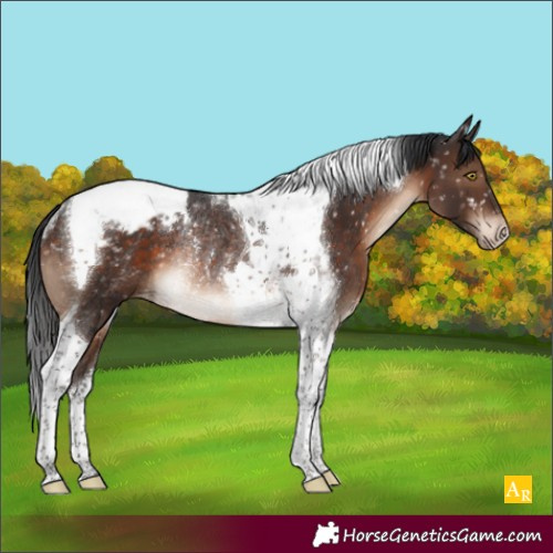 Horse Color:Brown Tobiano Appaloosa Rabicano