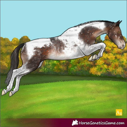 Horse Color:Brown Tobiano Snowcap Rabicano