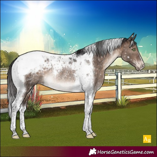 Horse Color:Brown Dun Mushroom Tobiano Appaloosa Rabicano 