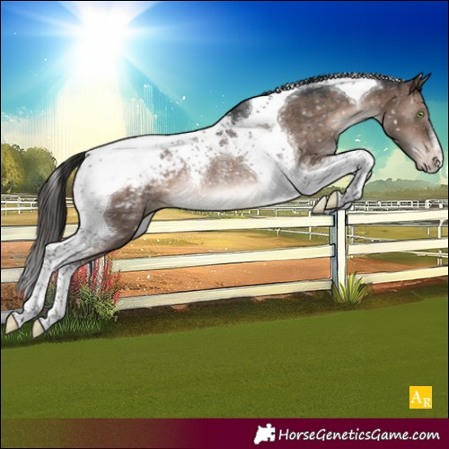Horse Color:Brown Dun Mushroom Tobiano Appaloosa Rabicano