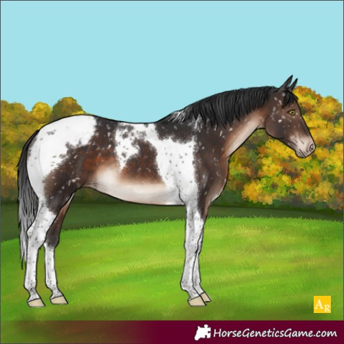 Horse Color:Brown Tobiano Appaloosa 