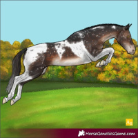 Horse Color:Brown Tobiano Snowcap 