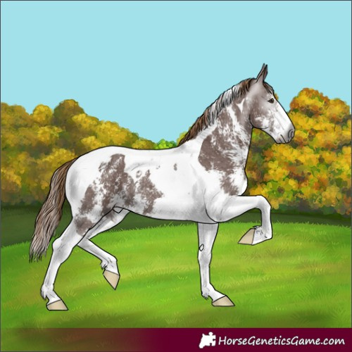 Horse Color:Gray Chestnut Sabino Tobiano